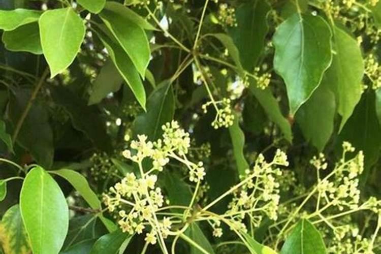 香樟树叶的作用