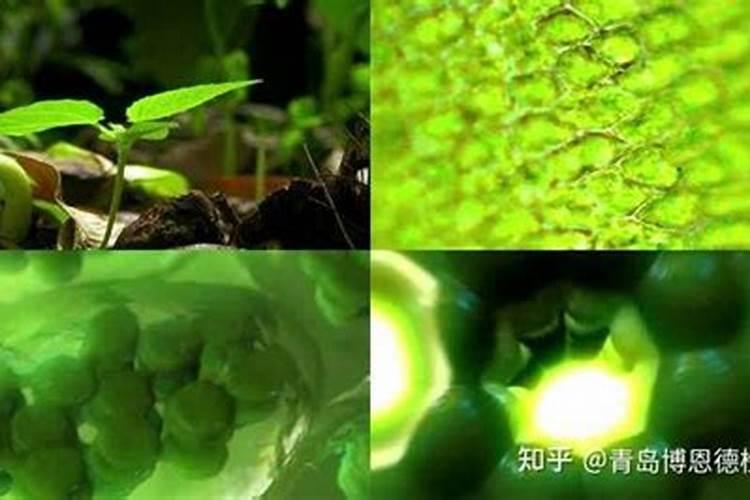 酶解鱼蛋白肥料功效