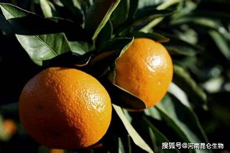 种葱打什么农药