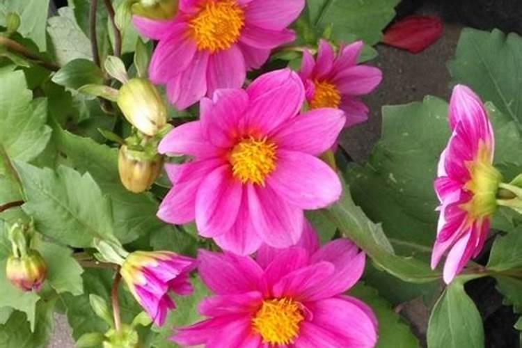 种菜用什么有机肥料最好