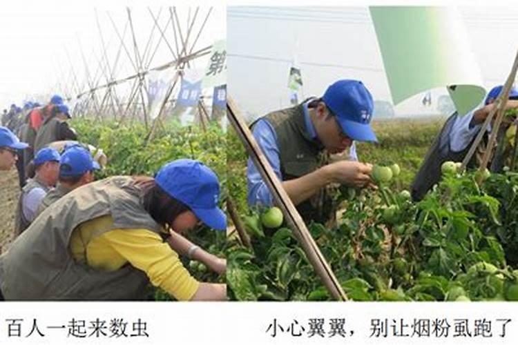 先正达氨基酸水溶肥的功效与作用