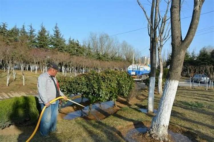 一天中给菜施肥的最佳时间