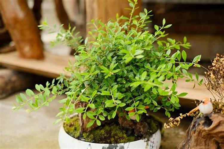 黄杨树盆栽怎样种植？