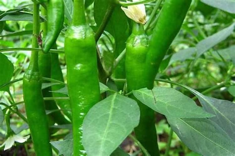 辣椒的种植方法如何种植辣椒