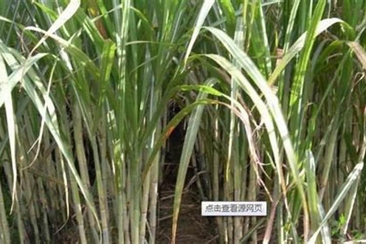 种植大豆需要上多少肥都上什么肥