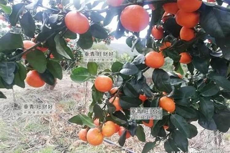 柑橘冻害后如何快速恢复？冻害卷叶