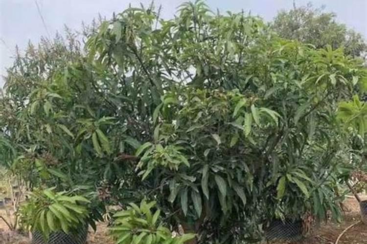 桃树施壮果肥最佳时间 施肥方法有哪些