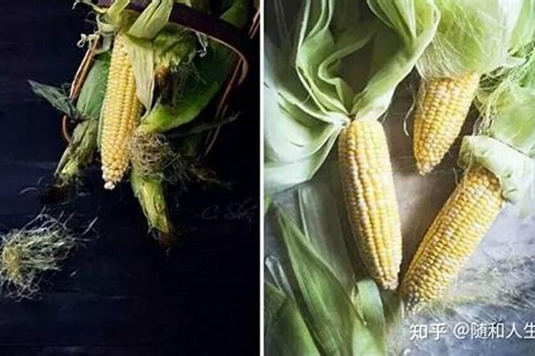 玉米缺肥的症状及原因是啥？