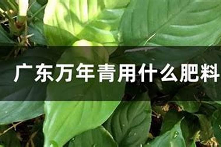 广东万年青用什么肥料,春秋施加液肥促进植株生长