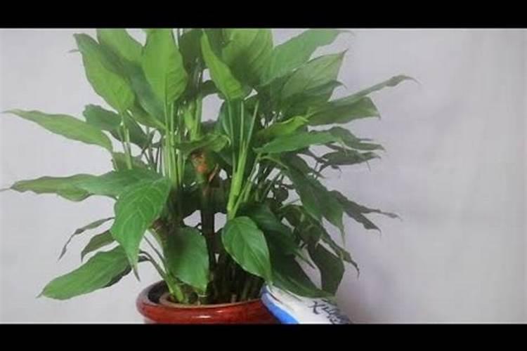 广东万年青用什么肥料,春秋施加液肥促进植株生长