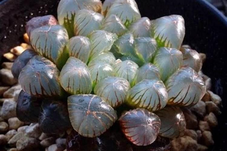 多肉植物需要什么肥料 施肥的方法是什么