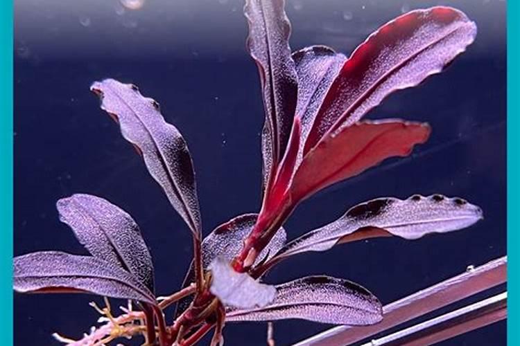 海枣树病虫害防治技术与方法措施