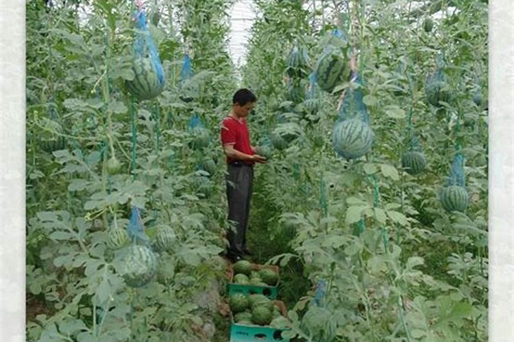 国内排名前10名的水溶肥厂家有哪些？