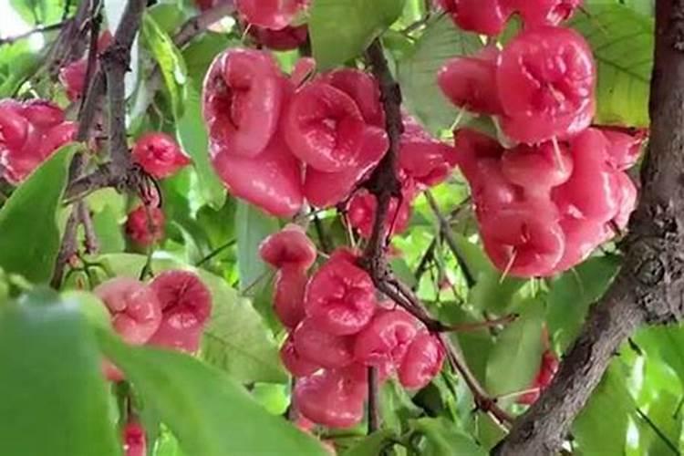 莲雾开花用什么叶面肥