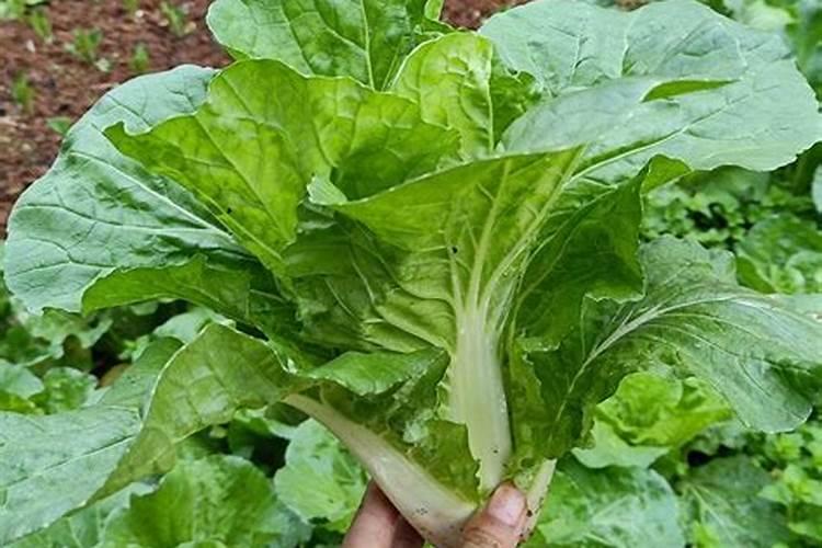 大叶菜的功效与作用 大叶菜有什么功效与作用