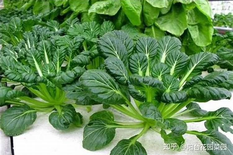 大叶菜图片功效与作用