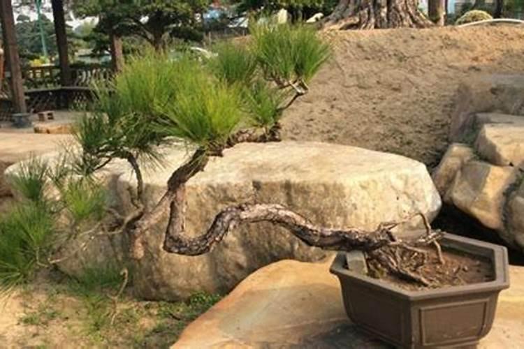 野生红花檵木下山桩 已成活两年 怎么嫁接？可不可以 直接用桩上的芽嫁 ...