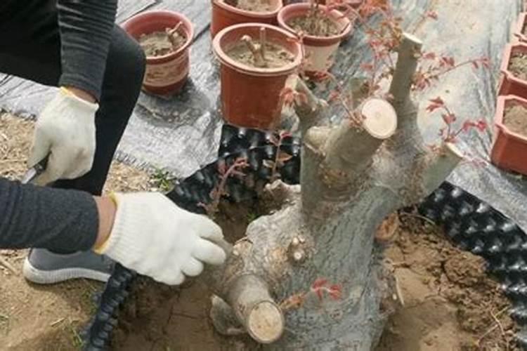 沙培下山桩怎么施肥