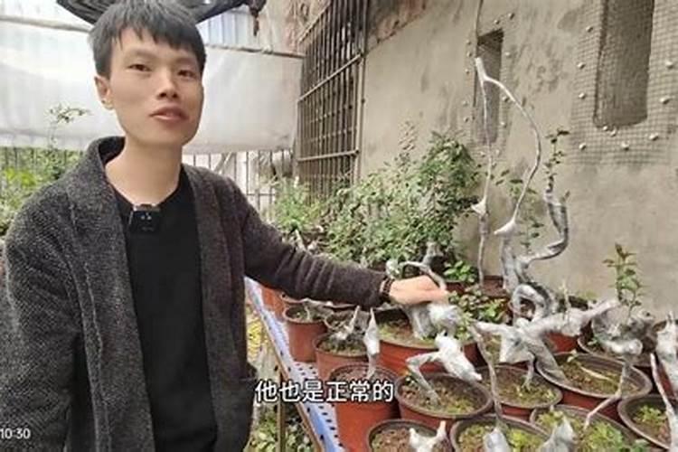 沙培下山桩怎么施肥