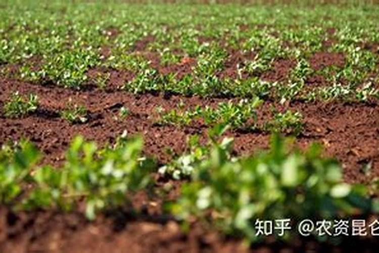 绿萝吊兰的养殖注意事项