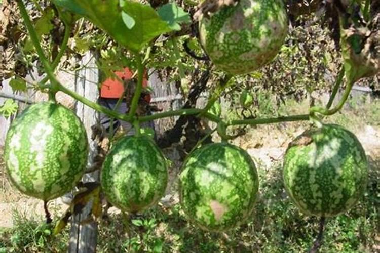 节瓜种植最佳时间和方法及注意事项