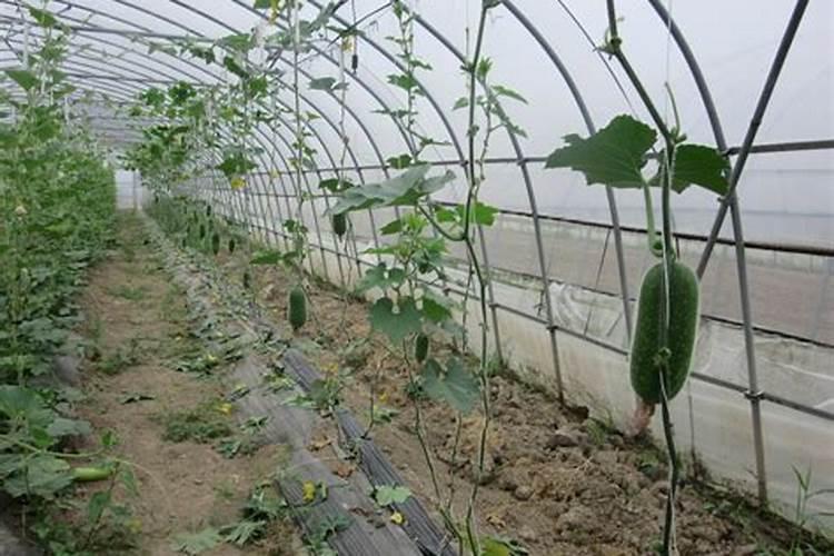 南方毛节瓜种植技术