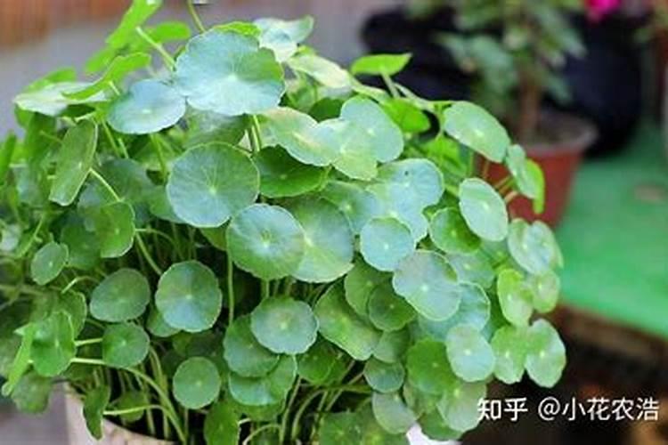 铜钱草烂叶子原因及处理方法