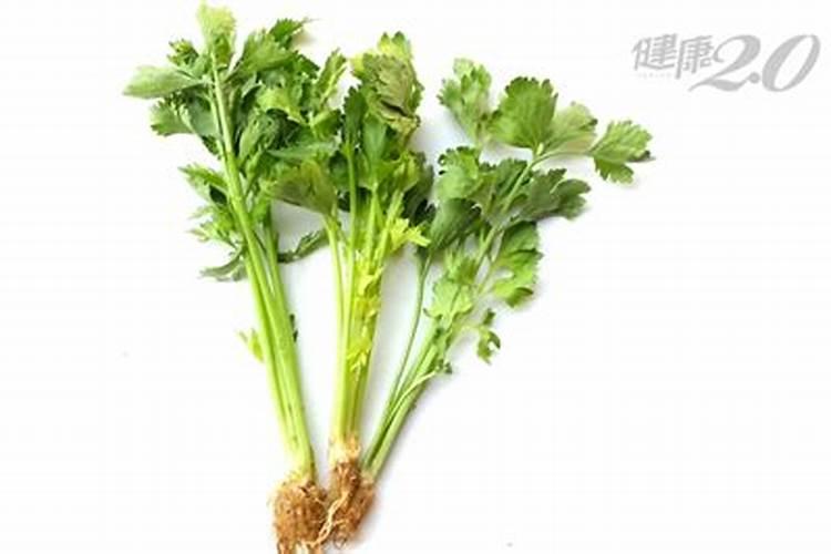龙眼和荔枝的区别