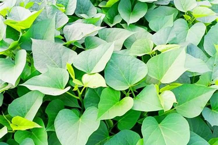 水稻杨花期什么时候打药好呢这些必须要懂得