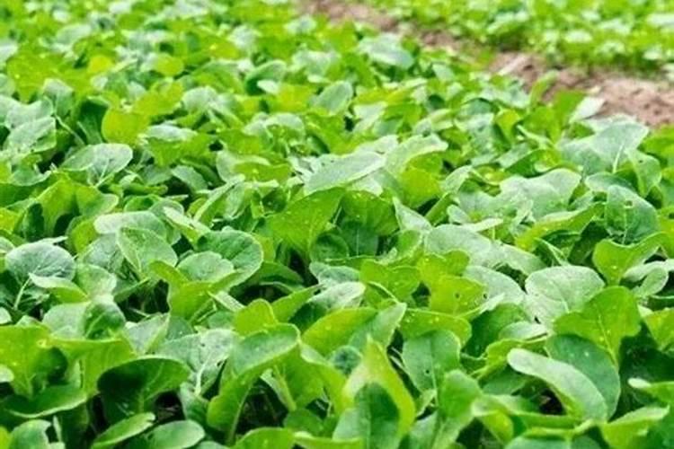 肥料包装上既有复合肥执行标准又有缓控施肥标准是怎么回事？