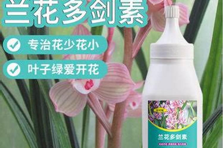 兰花用什么肥料容易开花