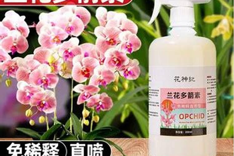 如何科学施肥,让兰花长得又快又壮,需要注意哪些问题？