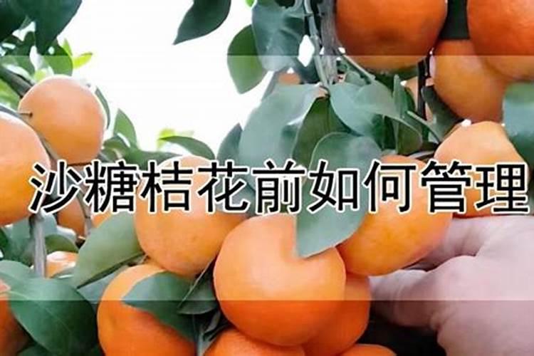沙糖桔花芽分化在什么时候