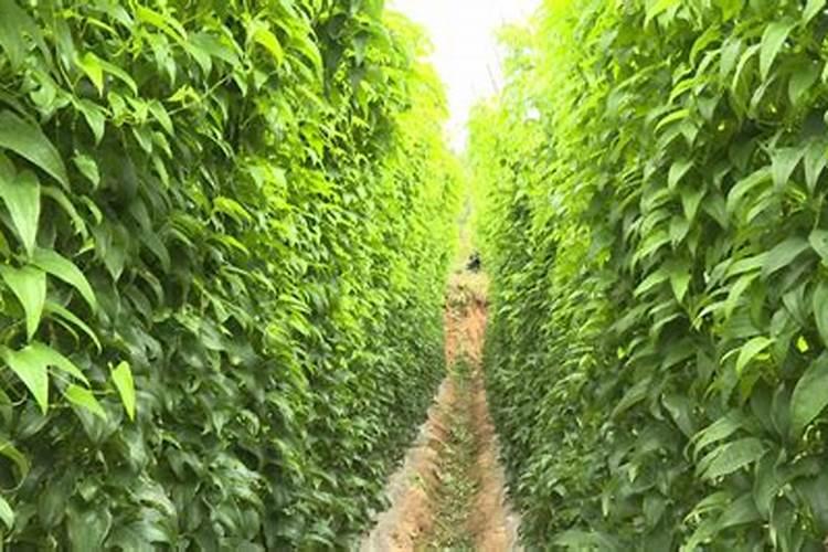 地下根茎膨大素怎么使用呢？是喷务是浇水？