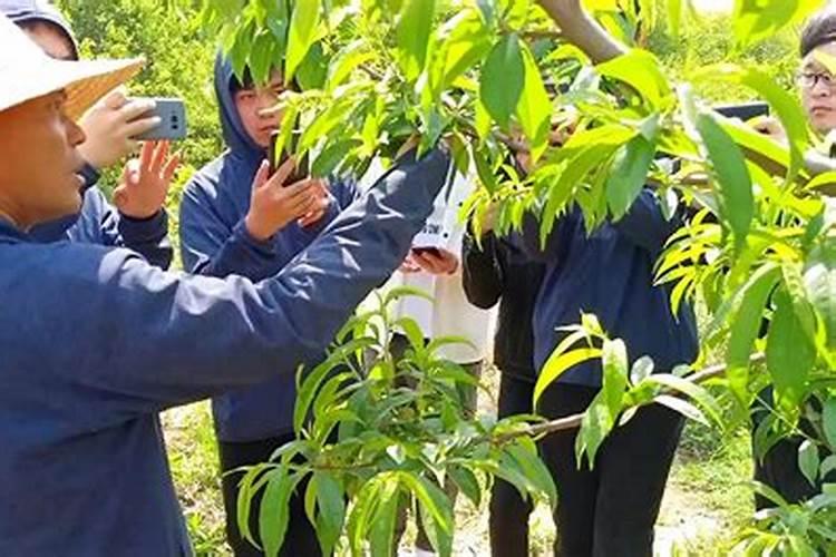 八角树施什么肥料挂果多