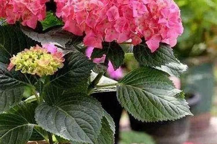 家庭养花怎么施基肥