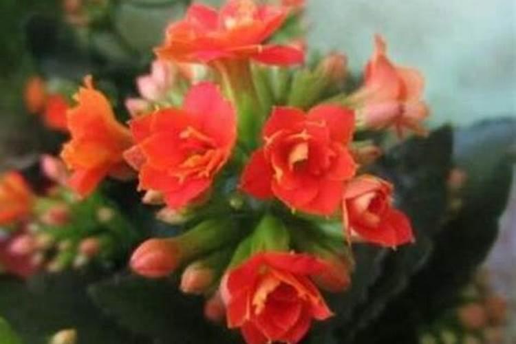 芙蓉花春天浇几次肥