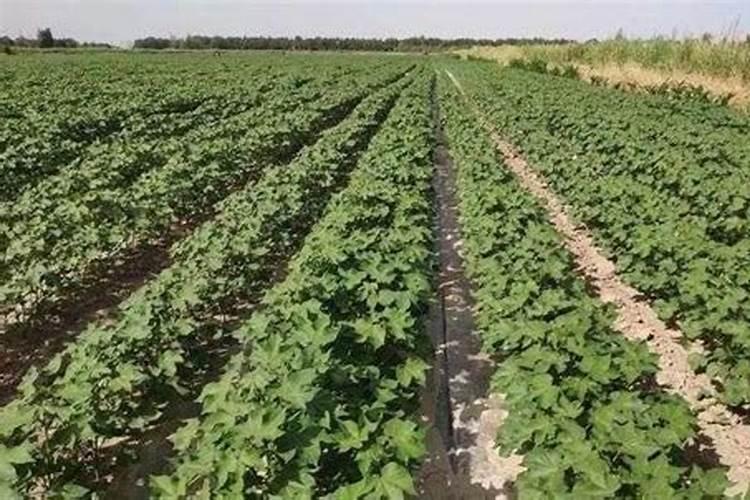 棉花施钾肥最佳时间 使用方法及注意事项