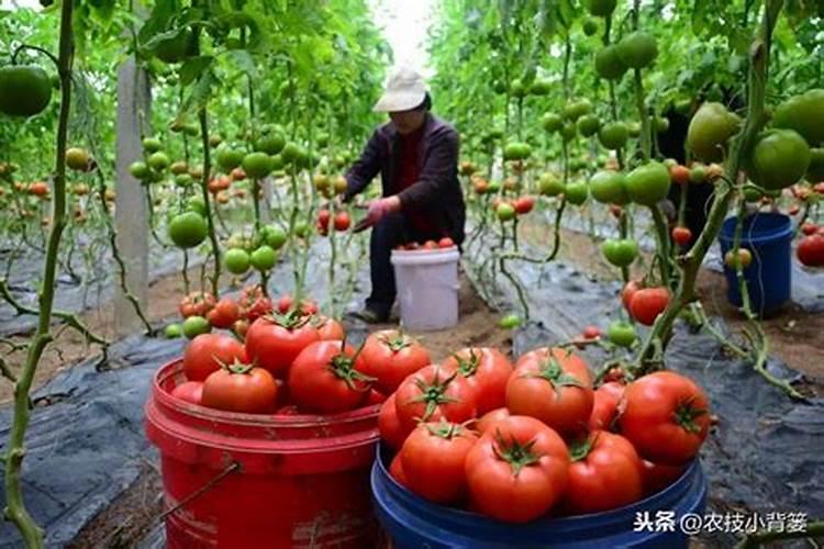 小番茄结果 后多久浇一次水？一次浇多少水？