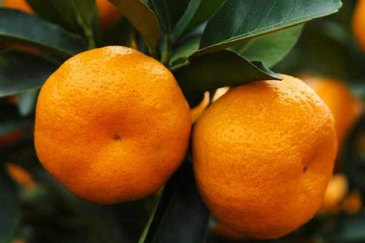 黄岩蜜桔的种植要求