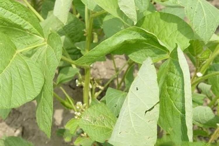 扁豆施什么肥最好