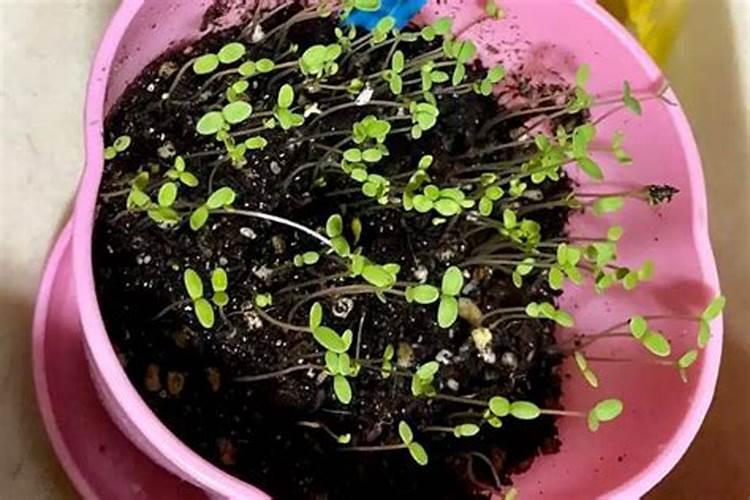 桂花树为什么不长新芽,掌握四个方法让其萌生新芽