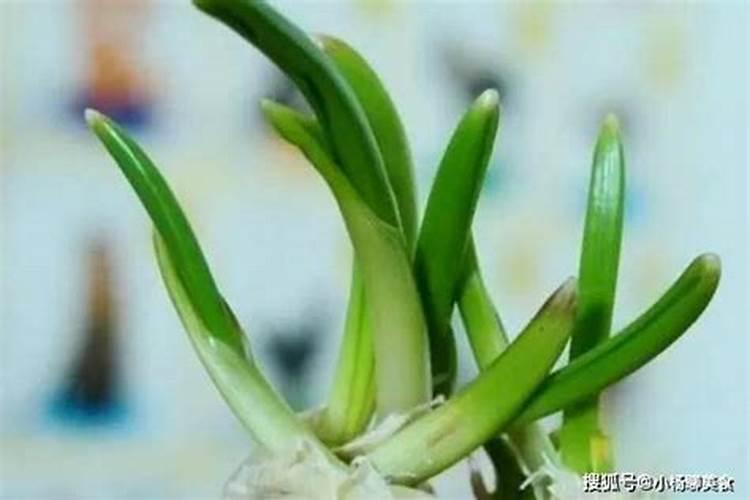 葡萄不发芽怎么处理