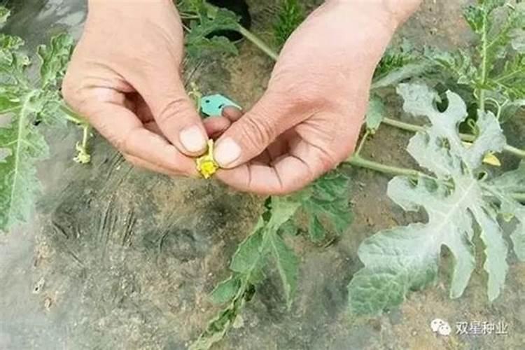 氨基酸叶面肥,能打西瓜吗