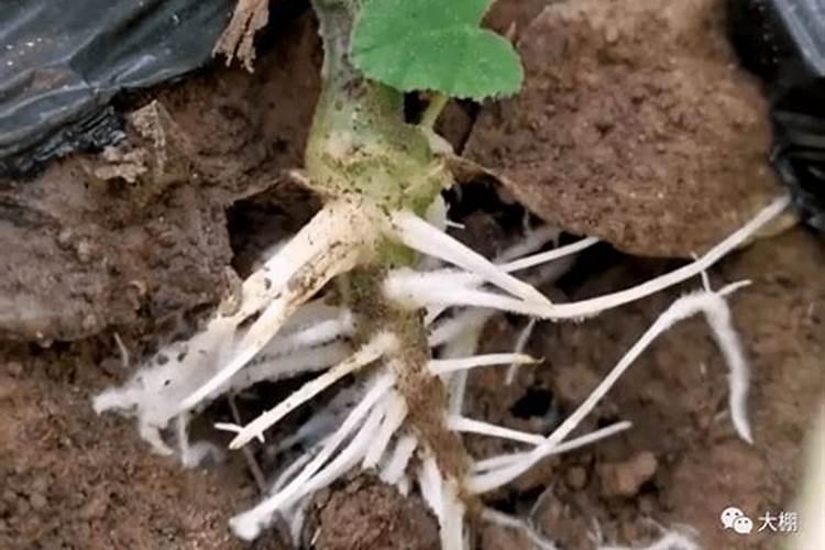 什么是磷肥 磷肥促进植物什么生长