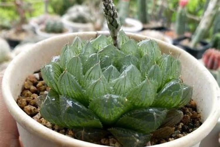 西瓜种植底肥用什么肥？