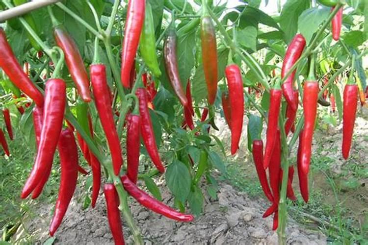 青菜在秋天种植的时候该怎么去施肥？一般施什么肥料？多久需要施肥一次...