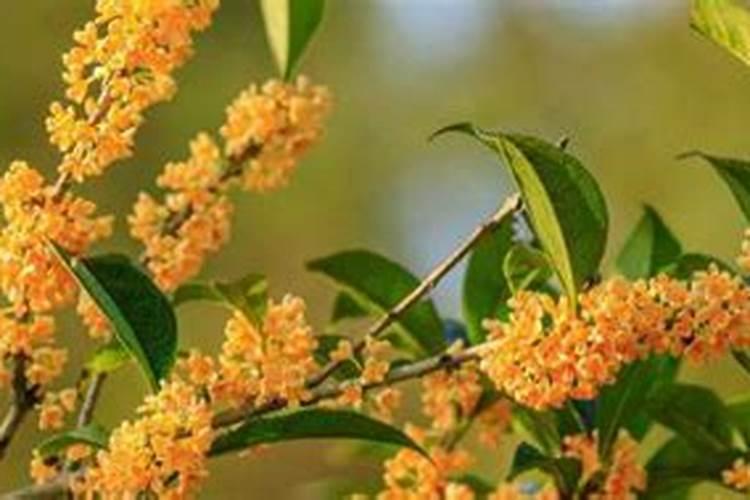 桂花冬天怎么养才能安全过冬