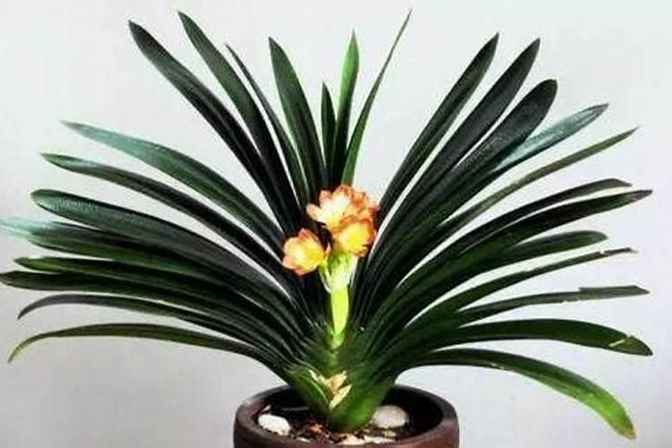 苔藓寄生芒果树上会消耗芒果树的营养吗？