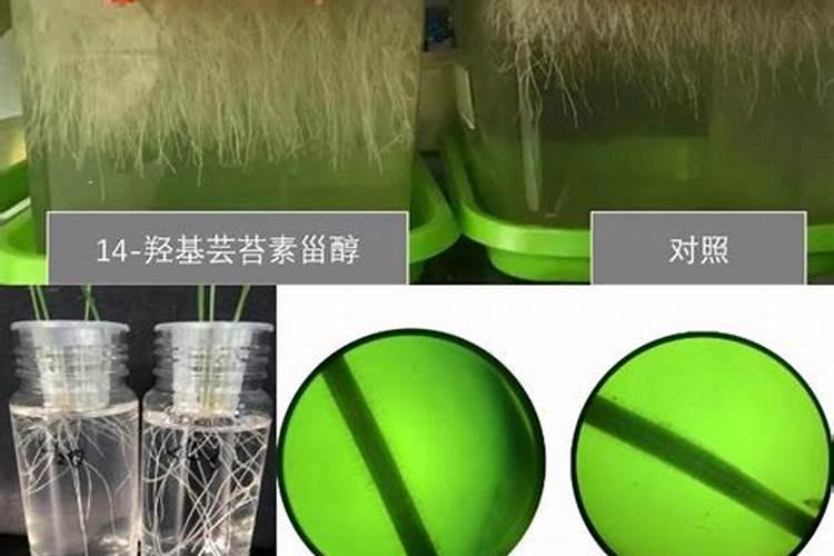 芸苔素内酯水稻使用量